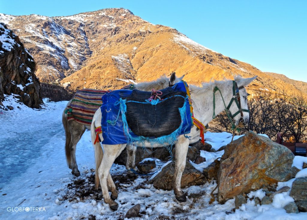 DSC_0896 (Kopiowanie)