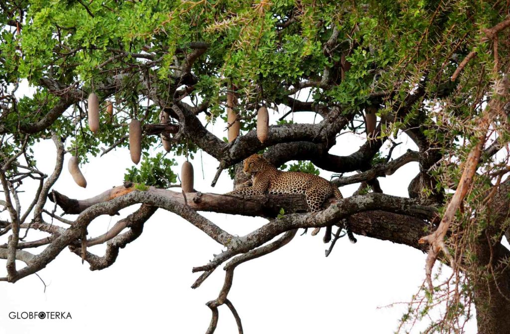 Leopard w Serengeti