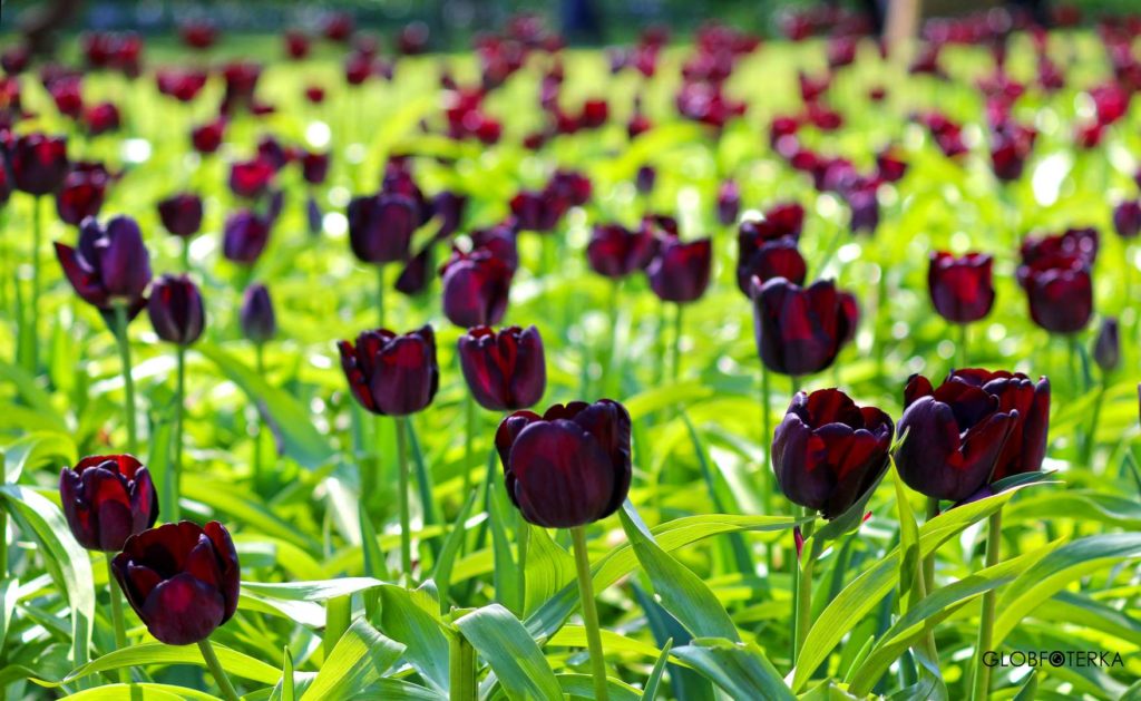 Ogród Keukenhof w Holandii