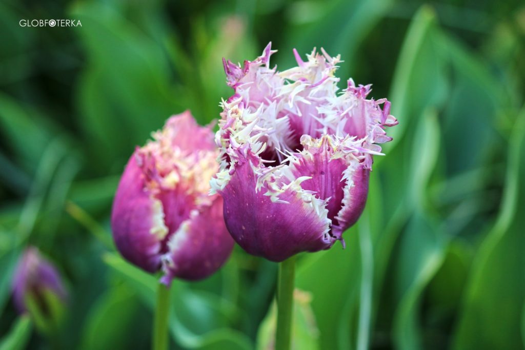 Ogród Keukenhof - tulipany