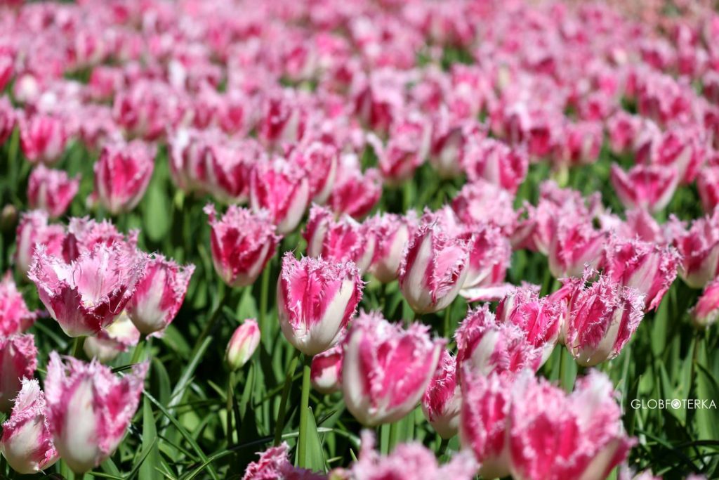 Ogród Keukenhof w Holandii