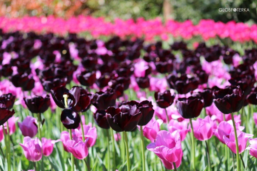 Ogród Keukenhof - tulipany
