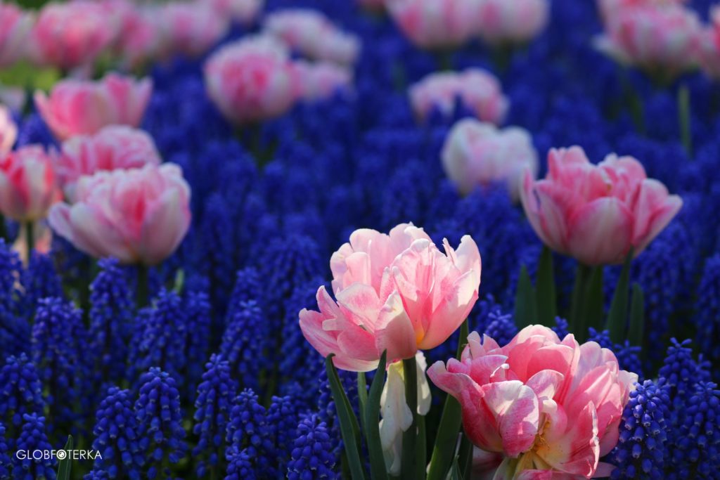 Ogród Keukenhof