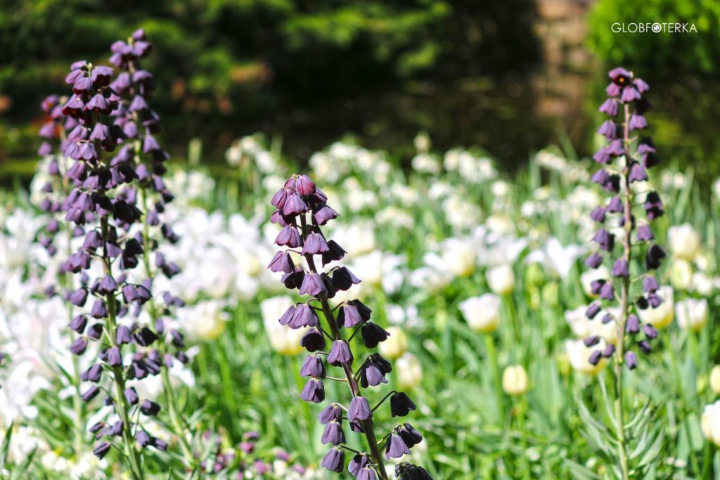 Ogród Keukenhof - tulipany