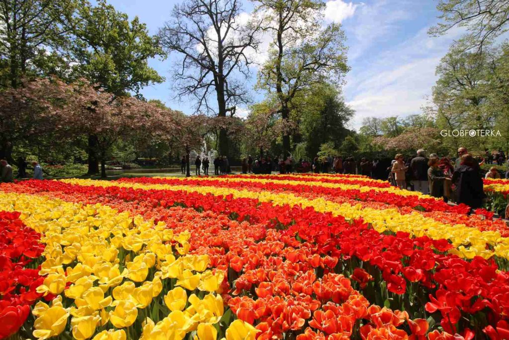 Ogród Keukenhof w Holandii