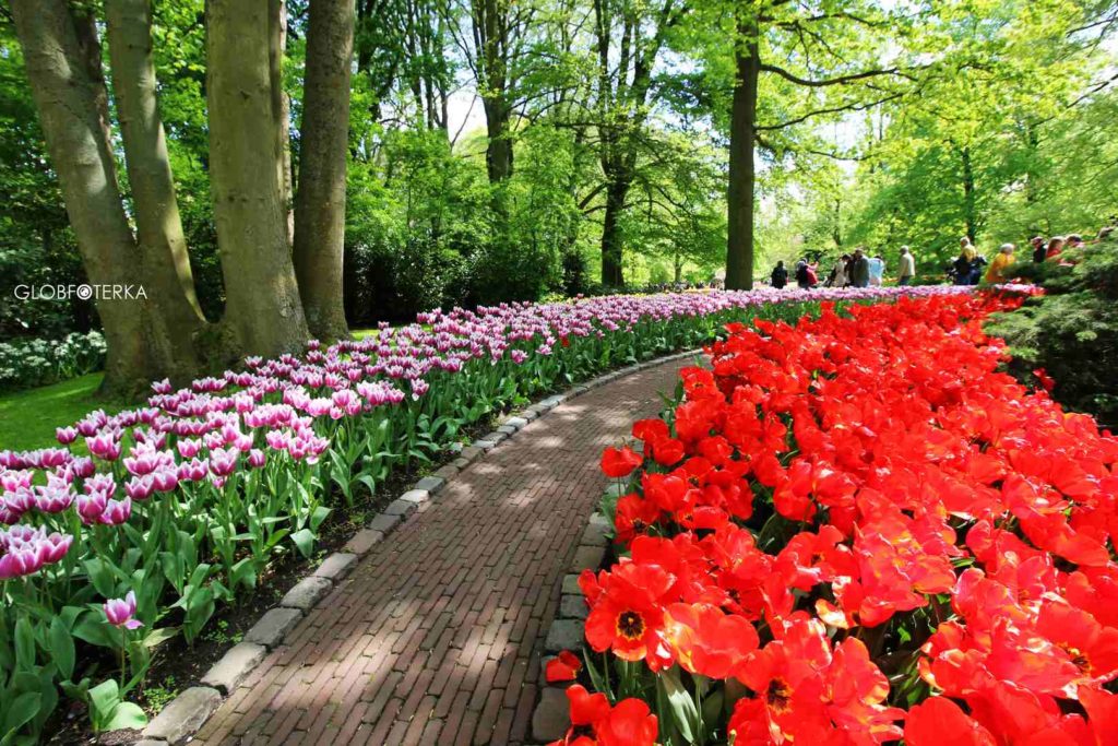 Ogród Keukenhof w Holandii - kiedy jechać?