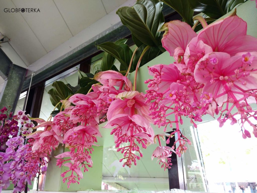 Ogród Keukenhof - storczyki