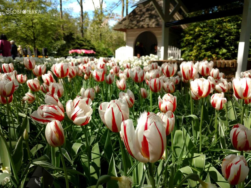Ogród Keukenhof - tulipany