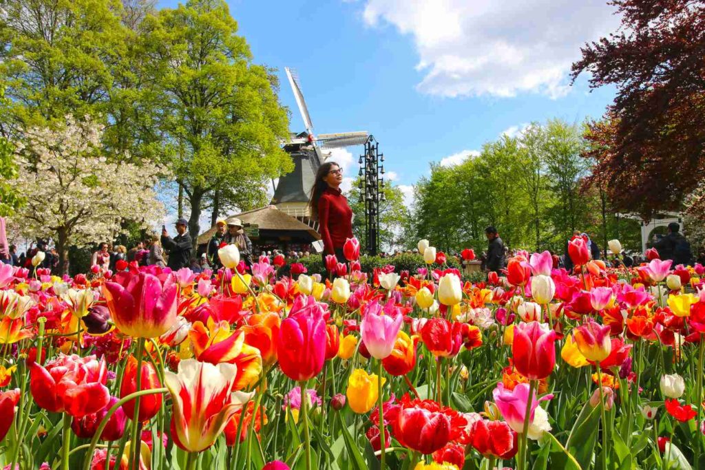 Ogród Keukenhof w Holandii – hit czy kit?