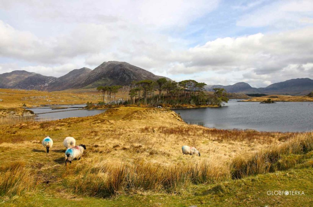 Pine Tree Island w Parku Narodowym Connemara