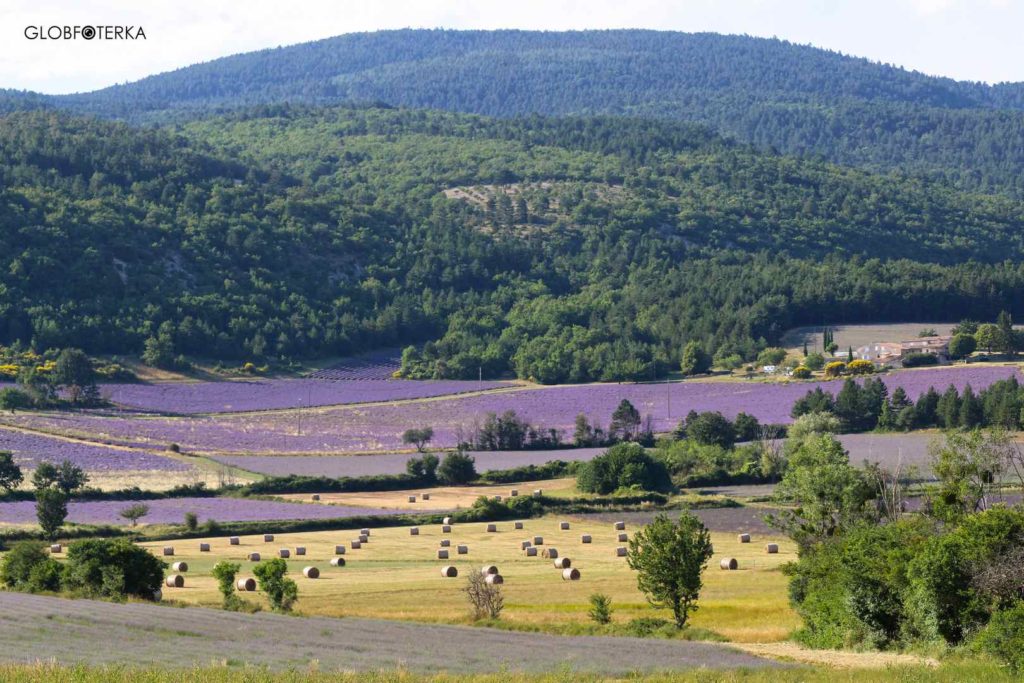 Lawendowy szlak Prowansja