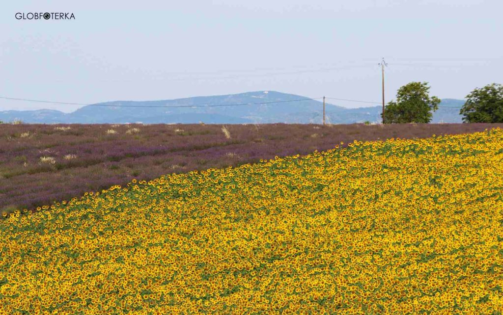 Lawenda w Prowansji Valensole