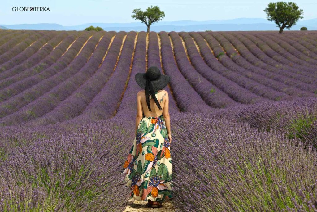 Lawenda w Prowansji Valensole